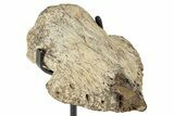 Fossil Hadrosaur (Edmontosaurus) Ungual w/ Stand - Montana #245948-2